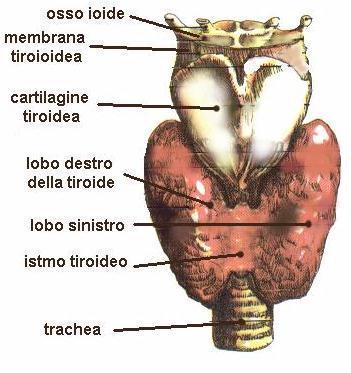 Immagine riferita a: La patologia tiroidea